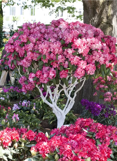 Yaku-Rhododendron