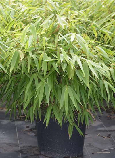 Schirm-Bambus